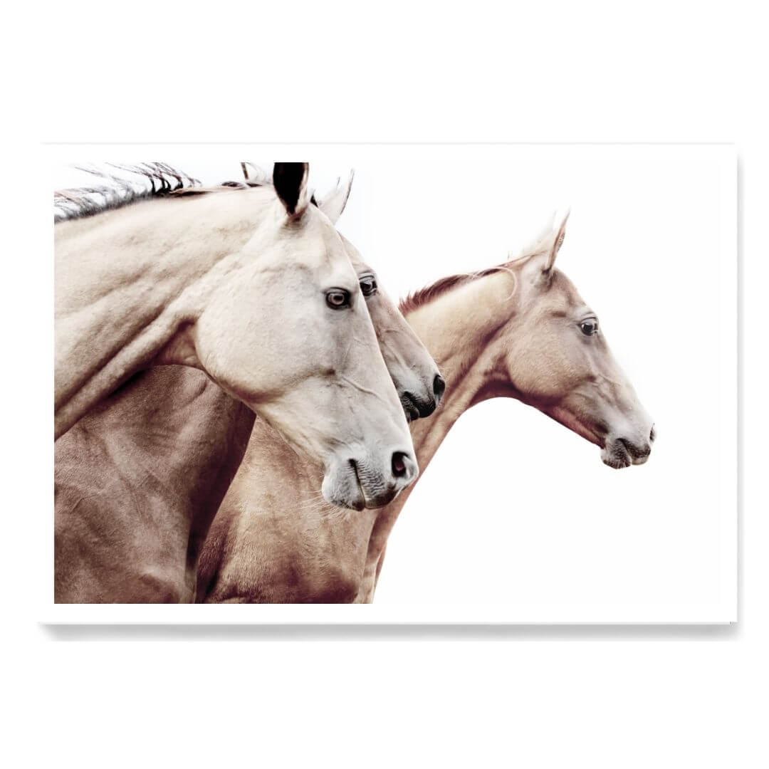 3 Palomino Horses Wall Art Photo Print unframed without a white border by Beautiful Home Decor, artwork also available framed.