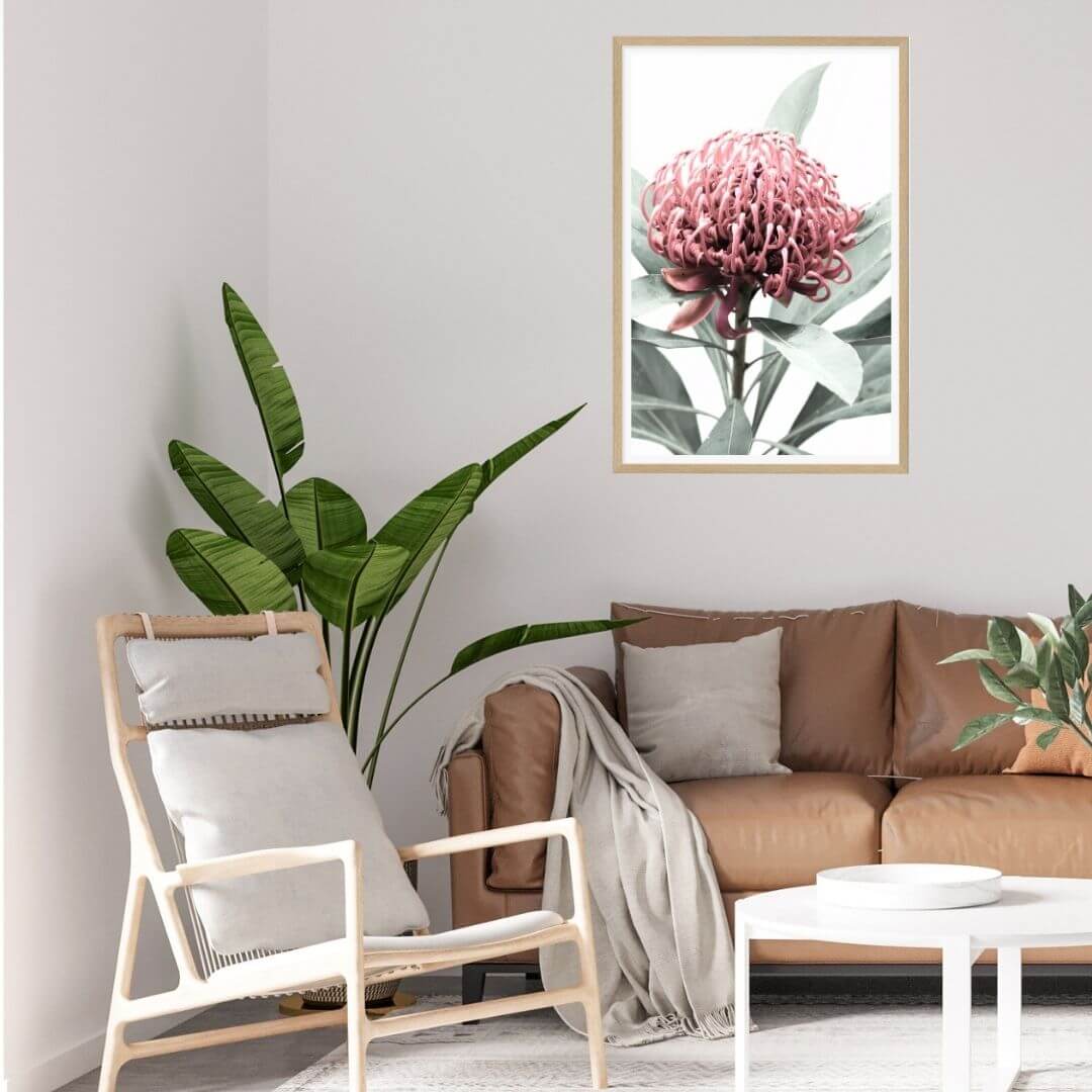 A wall art photo print of a red Australian native waratah flower A with a timber frame or unframed to decorate walls in living room