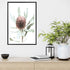 The Australian natives print of an Australian Native Banksia Floral B with a black frame or unframed on a shelf