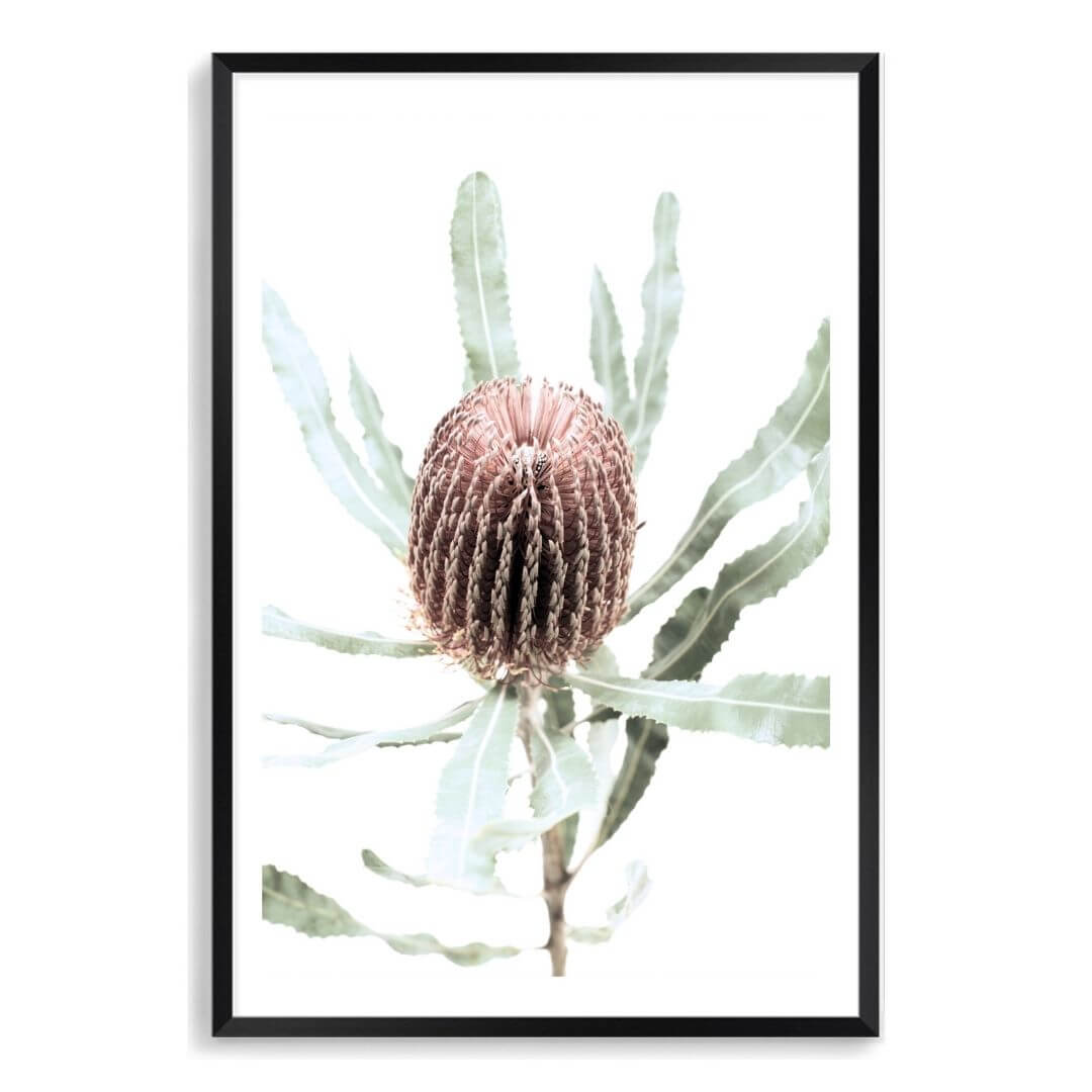 The Australian Natives wall art print of an Australian Native Banksia Floral B with a black frame and white border also available unframed.