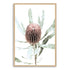 The wall art print of an Australian Native Banksia Floral B with a timber frame and no white border also available unframed.