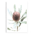 The wall art print of an Australian Native Banksia Floral B unframed with a white border also available framed.