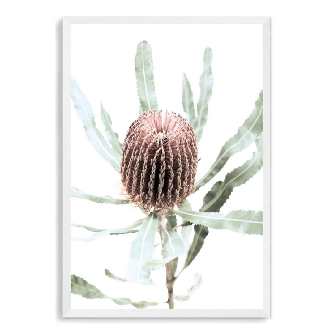 The wall art print of an Australian Native Banksia Floral B with a white frame and no white border also available unframed.