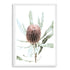 The wall art print of an Australian Native Banksia Floral B with a white frame and white border also available unframed.