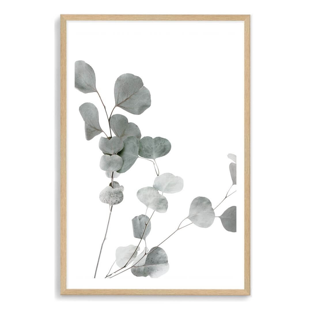 A wall art photo print of an Australian native eucalyptus leaves A with a timber frame, white border by Beautiful Home Decor