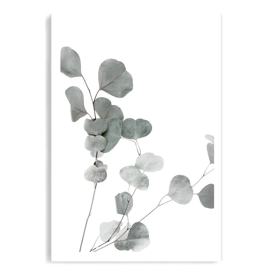 A wall art photo print of an Australian native eucalyptus leaves A unframed with a white border by Beautiful HomeDecor