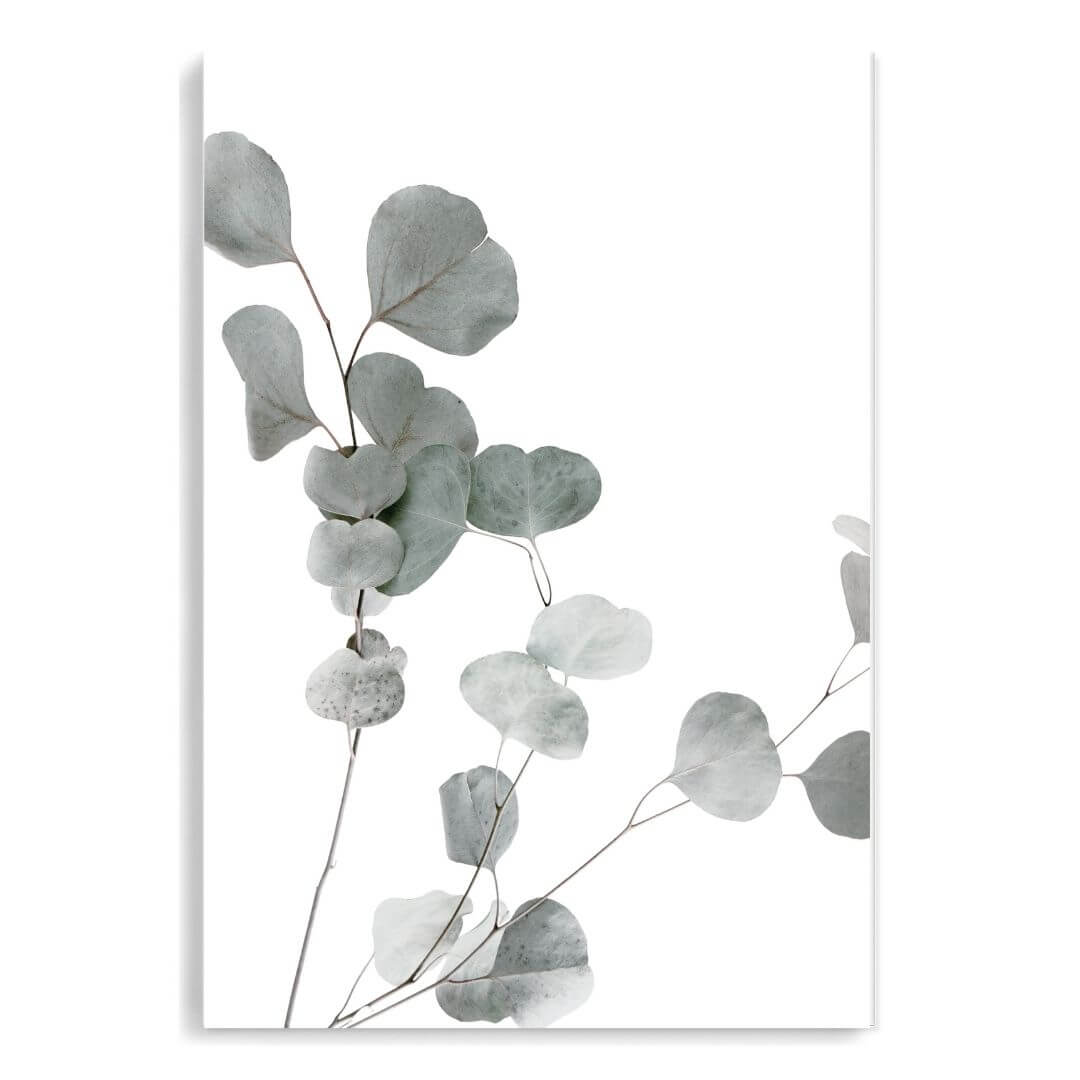 A wall art photo print of an Australian native eucalyptus leaves A unframed, printed edge to edge without a white border