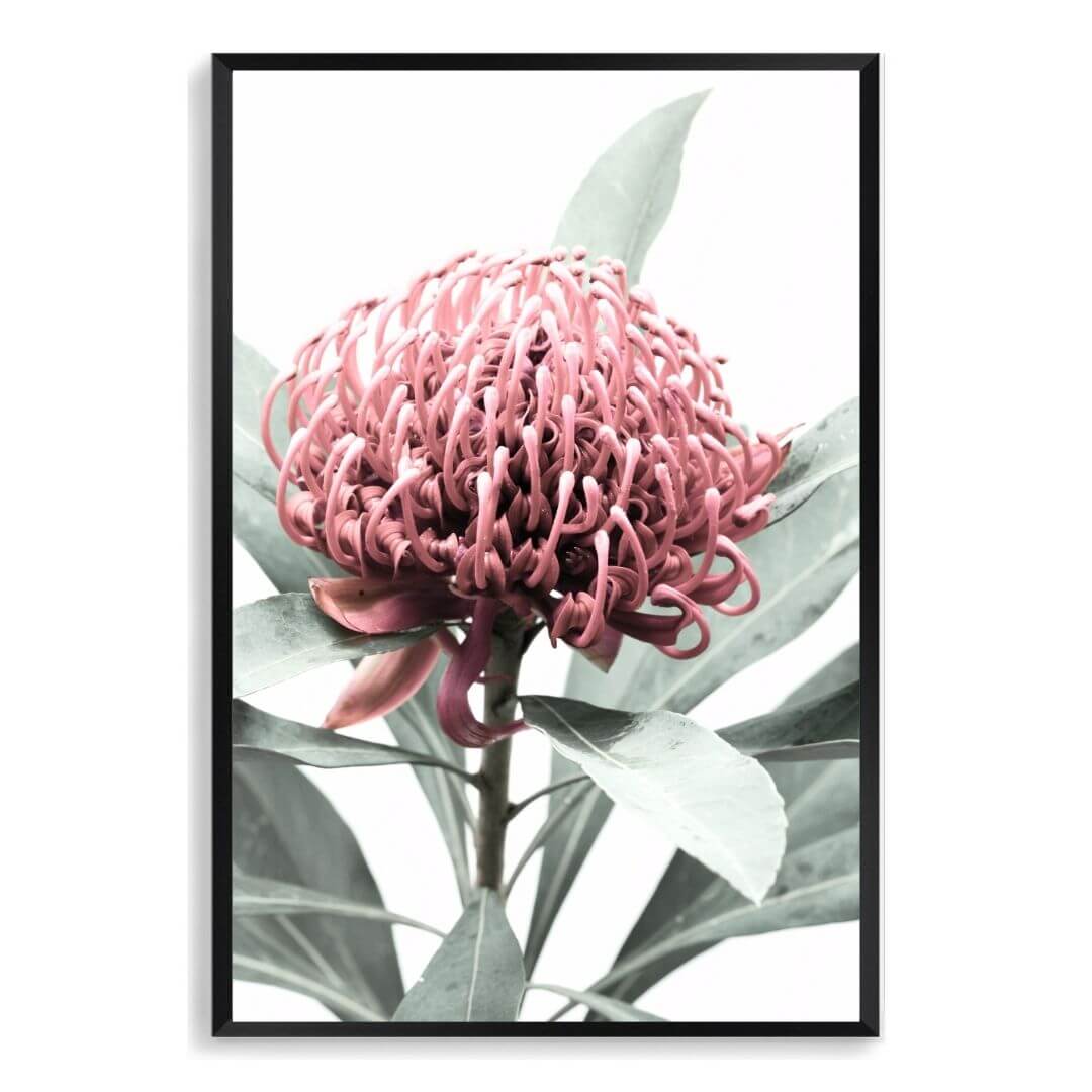 A wall art photo print of a red Australian native waratah flower A with a black frame, no white border at Beautiful HomeDecor