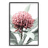 A wall art photo print of a red Australian native waratah flower A with a black frame, no white border at Beautiful HomeDecor