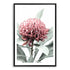 A wall art photo print of a red Australian native waratah flower A with a black frame, white border by Beautiful Home Decor