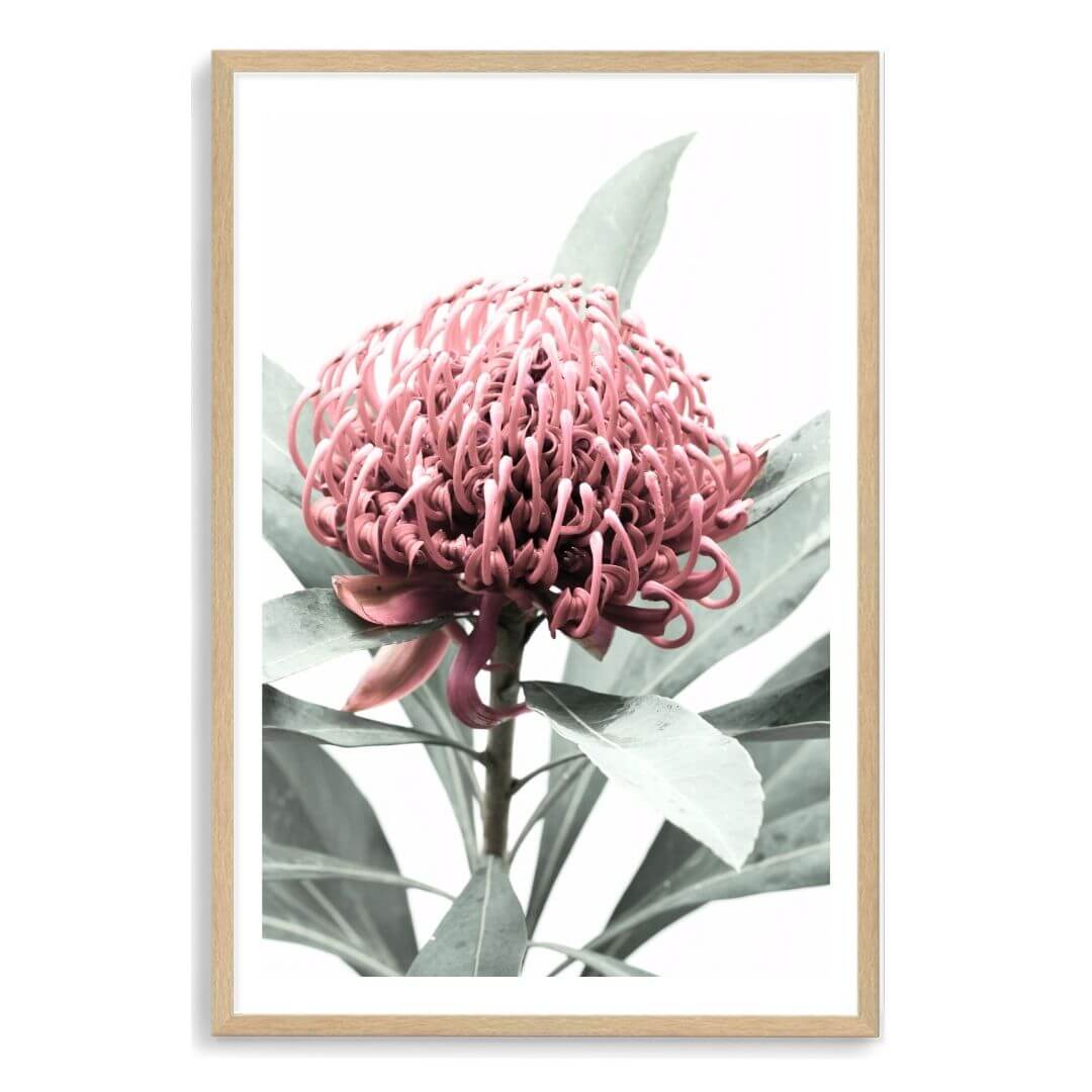 A wall art photo print of a red Australian native waratah flower A with a timber frame, white border by Beautiful Home Decor