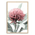 A wall art photo print of a red Australian native waratah flower A with a timber frame, no white border at Beautiful HomeDecor