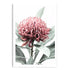 A wall art photo print of a red Australian native waratah flower A unframed with a white border by Beautiful HomeDecor