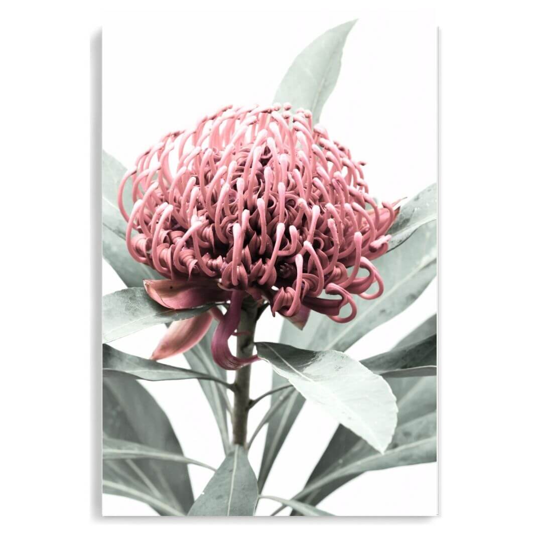A wall art photo print of a red Australian native waratah flower A unframed, printed edge to edge without a white border