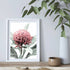 A wall art photo print of a red Australian native waratah flower A with a white frame or unframed to style shelves and empty walls