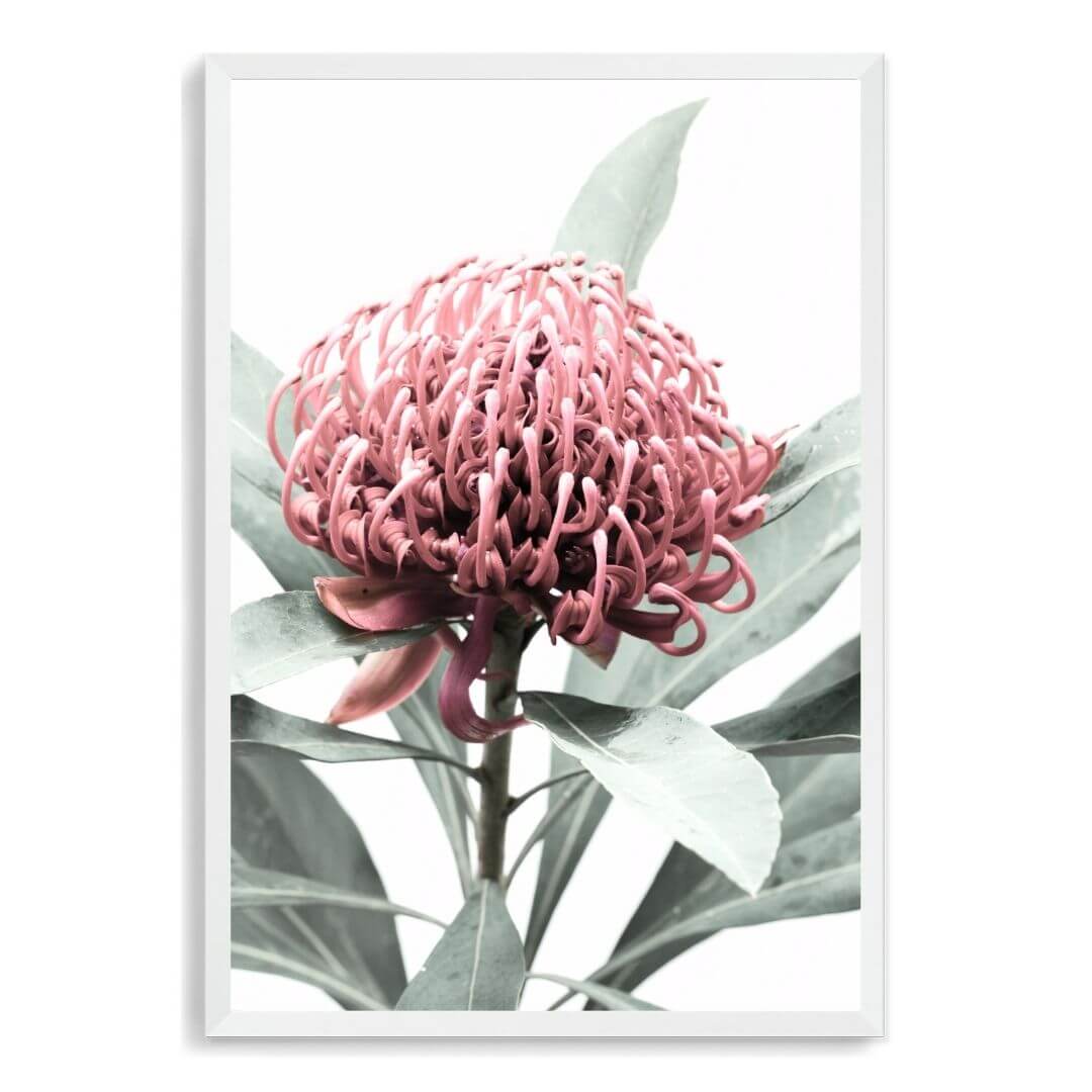 A wall art photo print of a red Australian native waratah flower A with a white frame, no white border at Beautiful HomeDecor