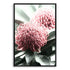 2 Australian Native Waratah Flowers B Wall art photo print with a black frame, no white border at Beautiful HomeDecor