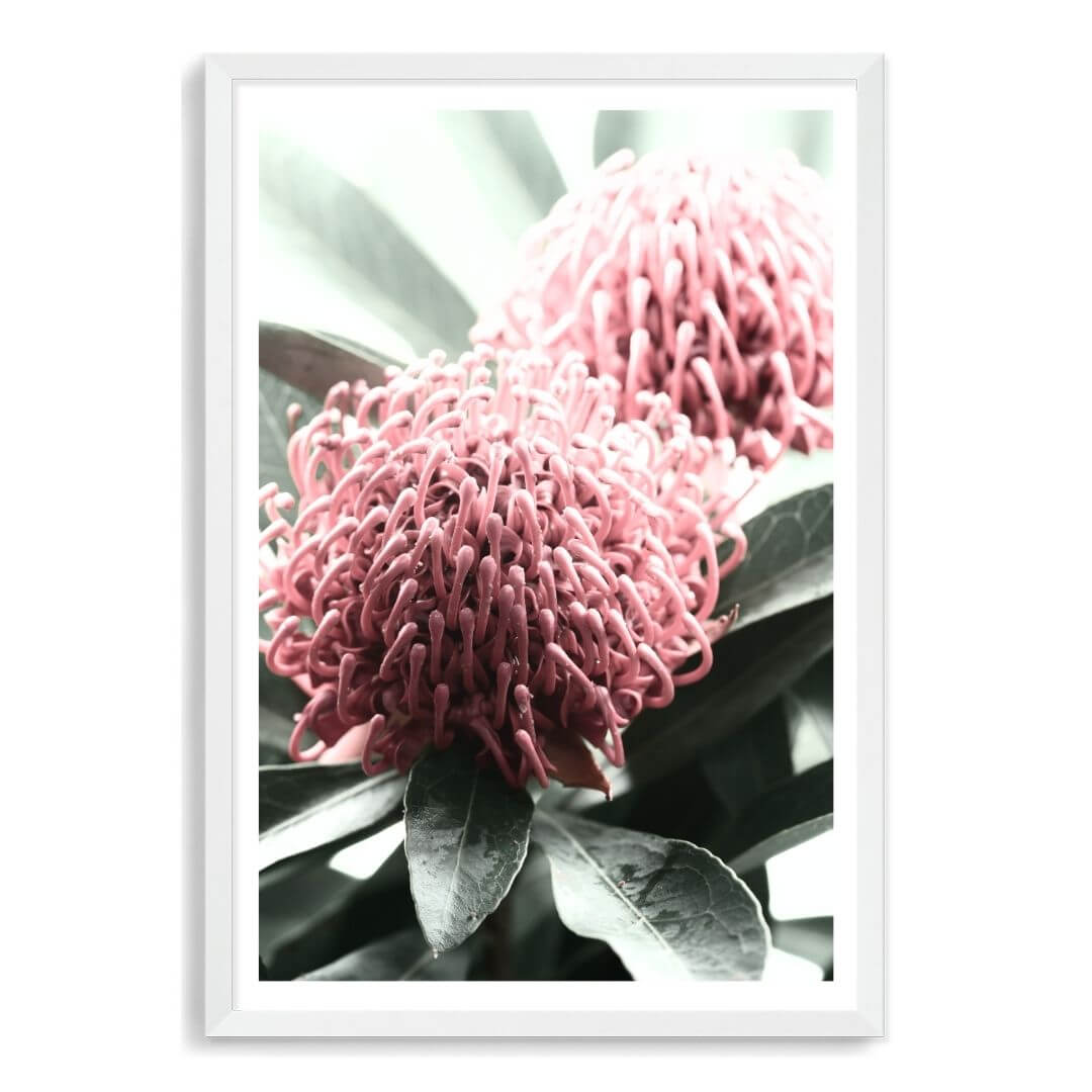 2 Australian Native Waratah Flowers B Wall art photo print with a white frame, white border by Beautiful Home Decor