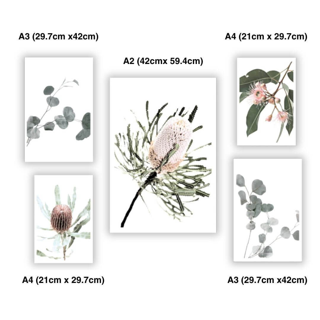 A gallery wall art set of 5 Australian Natives Flowers to decorate your empty walls