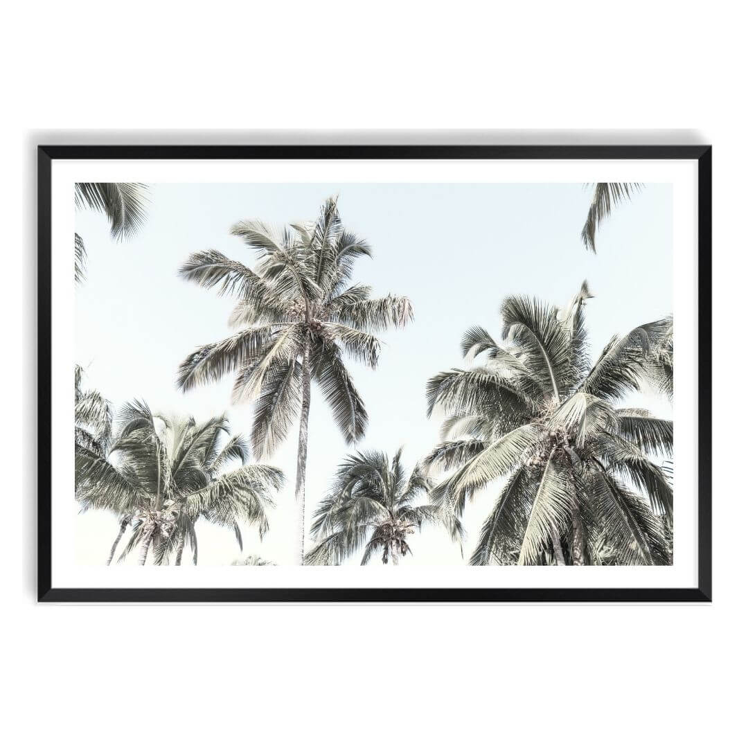 A wall art photo print of coastal palm trees and blue sky with a black frame, white border by Beautiful Home Decor