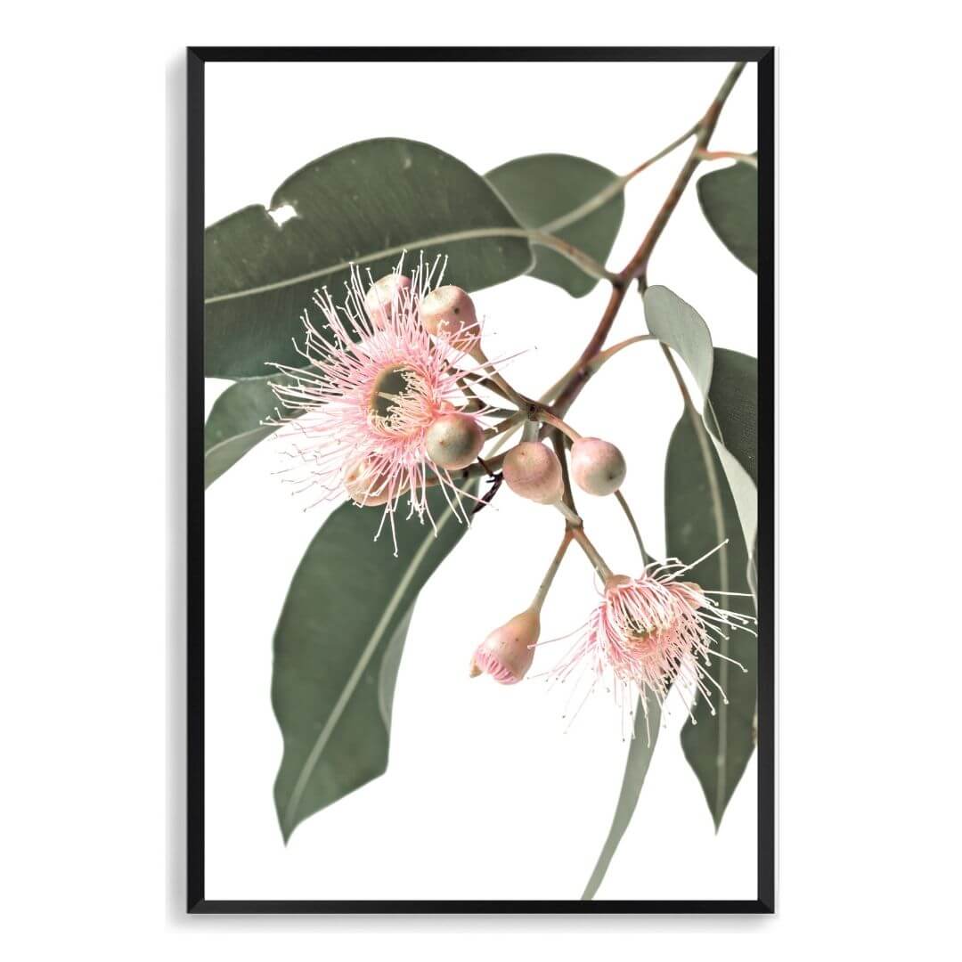 A wall art photo print of native gum eucalyptus flower a with a black frame, no white border at Beautiful HomeDecor
