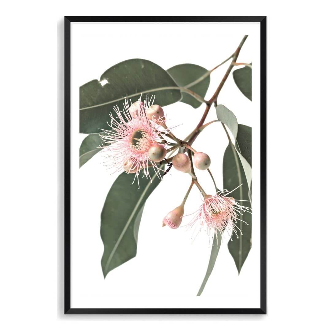 A wall art photo print of native gum eucalyptus flower a with a black frame, white border by Beautiful Home Decor