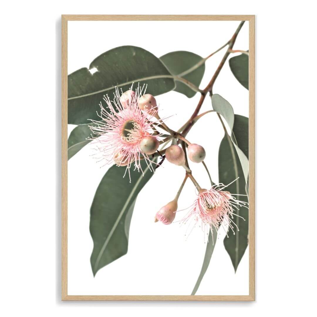 A wall art photo print of native gum eucalyptus flower a with a timber frame, no white border at Beautiful HomeDecor