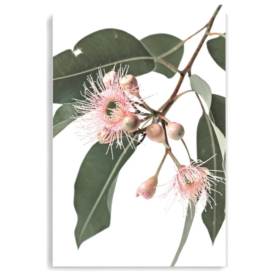 A wall art photo print of native gum eucalyptus flower a unframed, printed edge to edge without a white border
