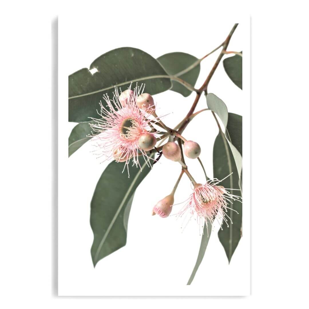 A wall art photo print of native gum eucalyptus flower a unframed with a white border by Beautiful HomeDecor