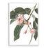 A wall art photo print of native gum eucalyptus flower a with a white frame, no white border at Beautiful HomeDecor