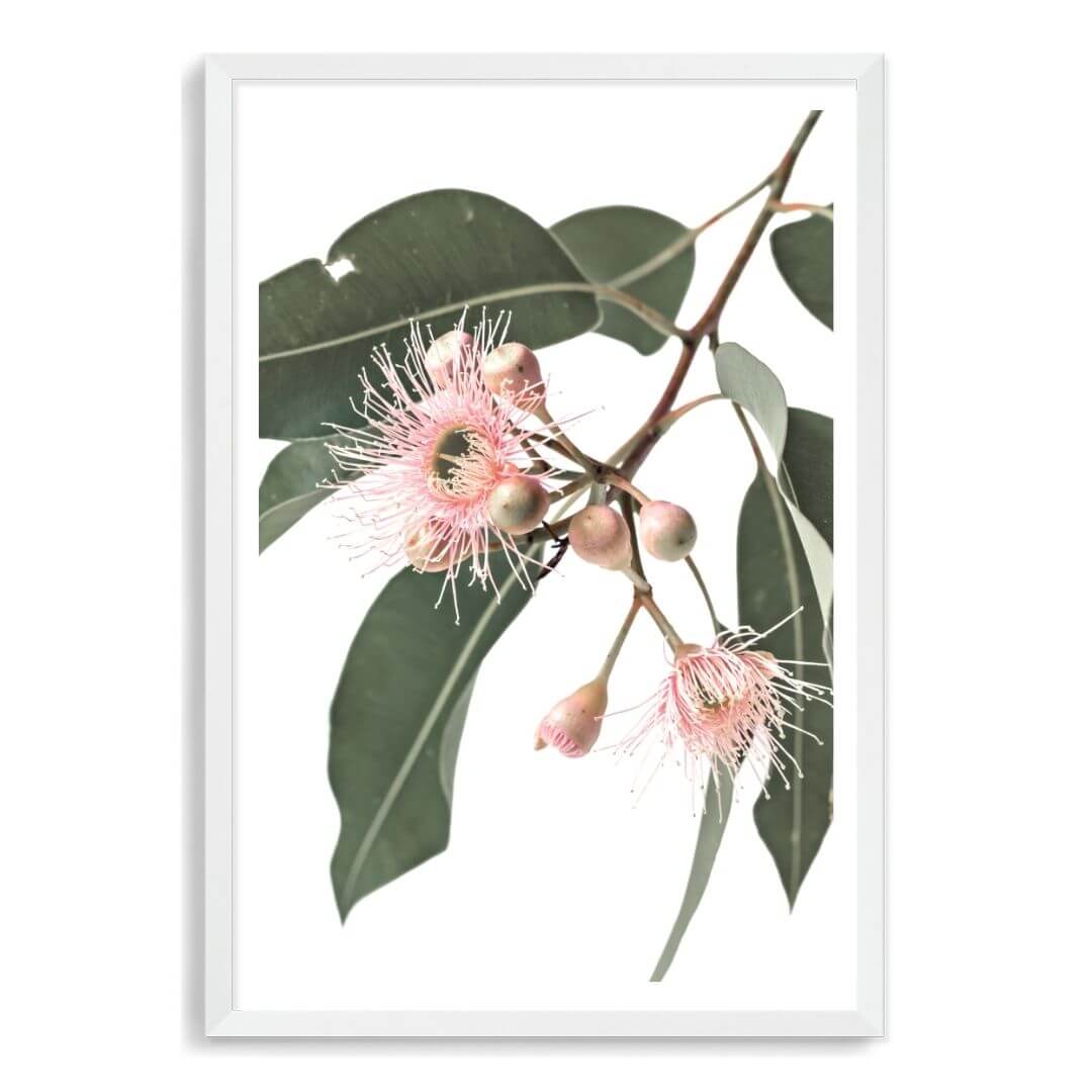 A wall art photo print of native gum eucalyptus flower a with a white frame, white border by Beautiful Home Decor
