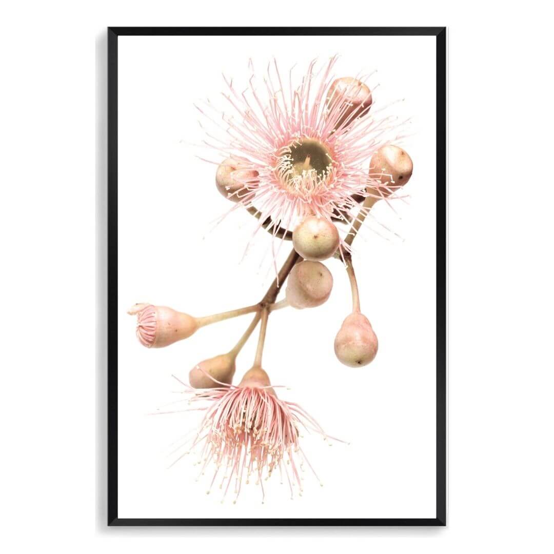 A wall art photo print of native gum eucalyptus flower b with a black frame, no white border at Beautiful HomeDecor