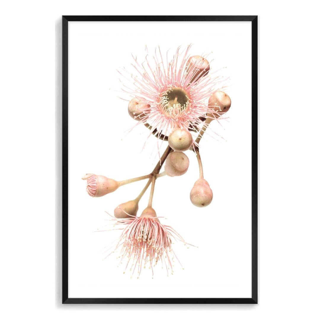 A wall art photo print of native gum eucalyptus flower b with a black frame, white border by Beautiful Home Decor