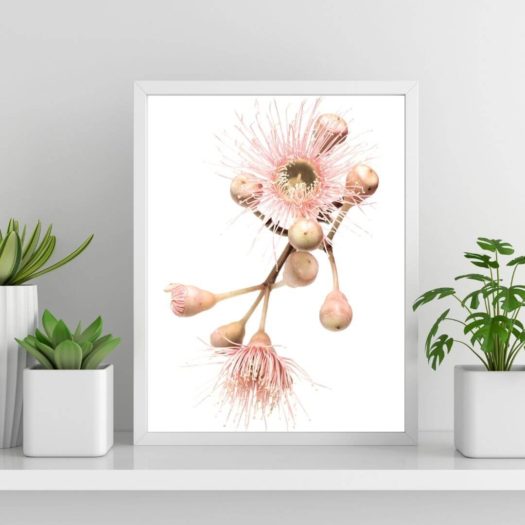 A wall art photo print of native gum eucalyptus flower b with a white frame or unframed to style shelves and empty walls