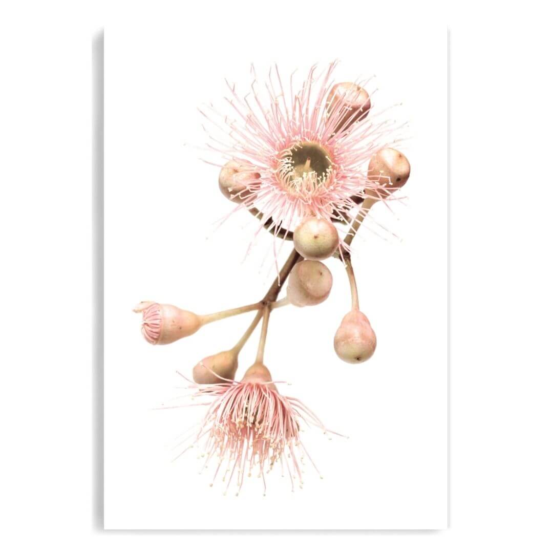 A wall art photo print of native gum eucalyptus flower b unframed with a white border by Beautiful HomeDecor