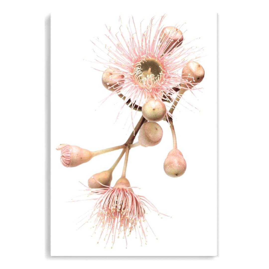 A wall art photo print of native gum eucalyptus flower b unframed, printed edge to edge without a white border