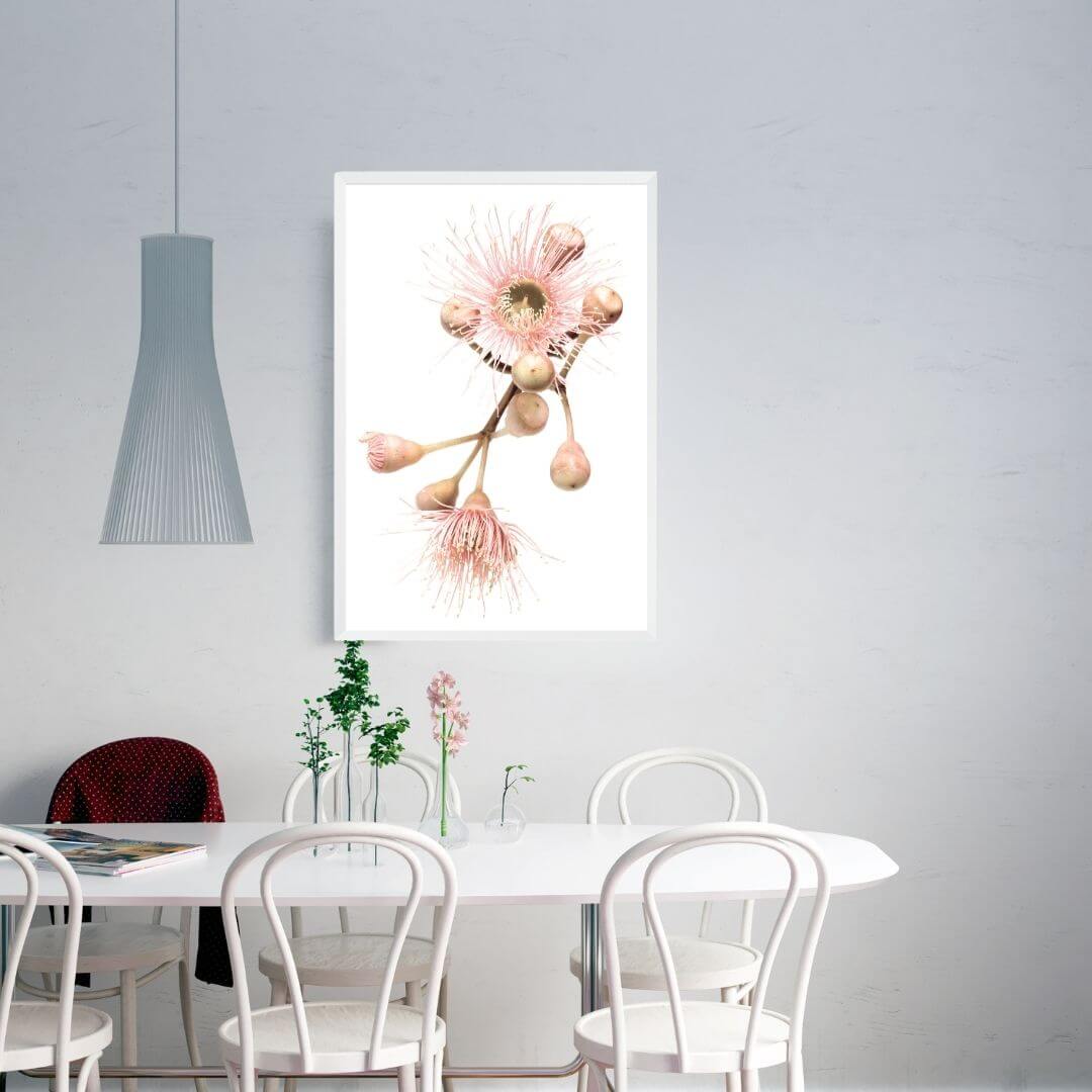 A wall art photo print of native gum eucalyptus flower b with a white frame, white border on dining room wall