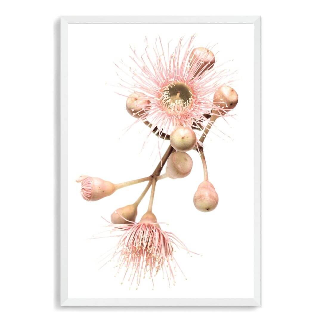 A wall art photo print of native gum eucalyptus flower b with a white frame, no white border at Beautiful HomeDecor