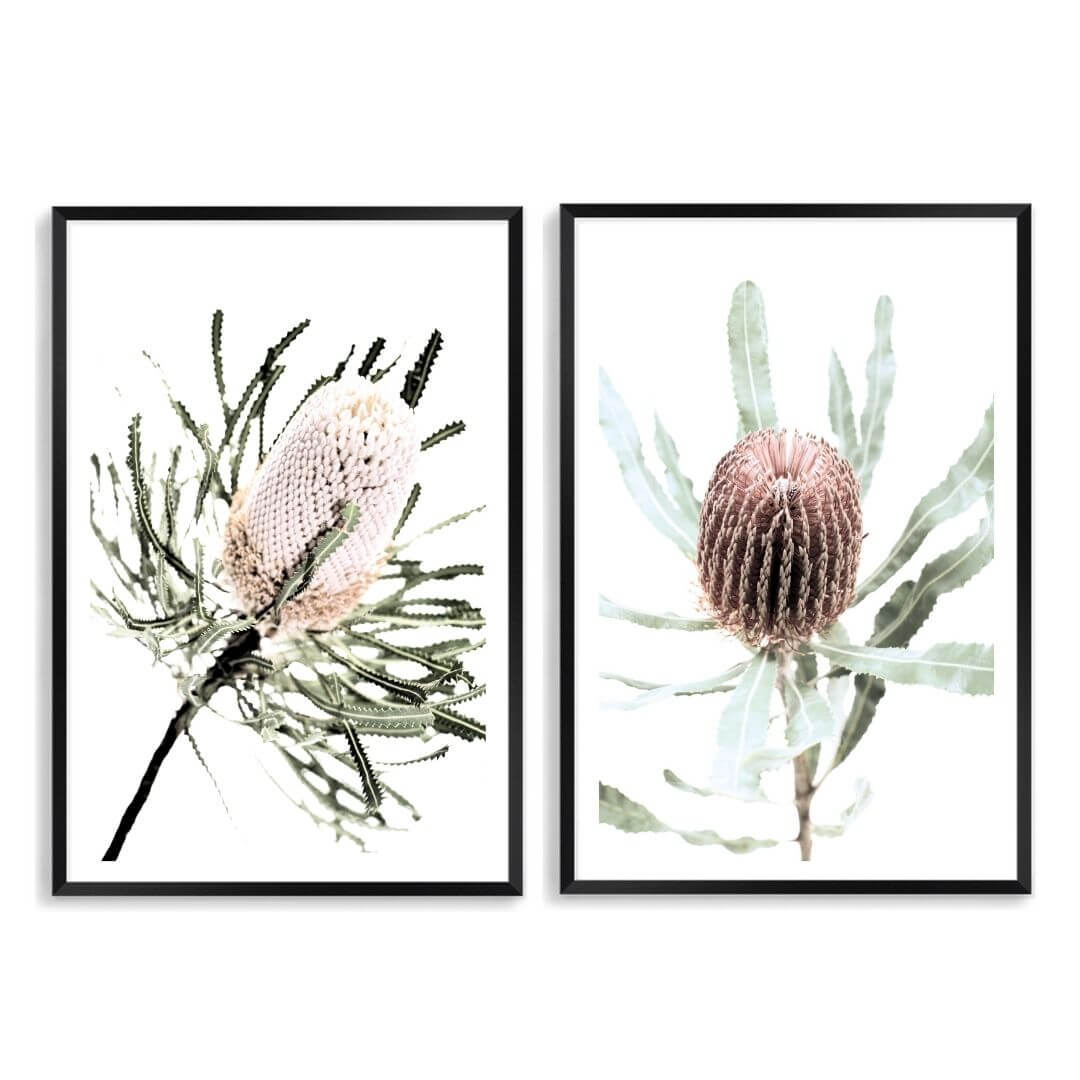A set of 2 Australian Native Banksia Floral Flowers Wall Art Prints with a black frame, white border by Beautiful Home Decor