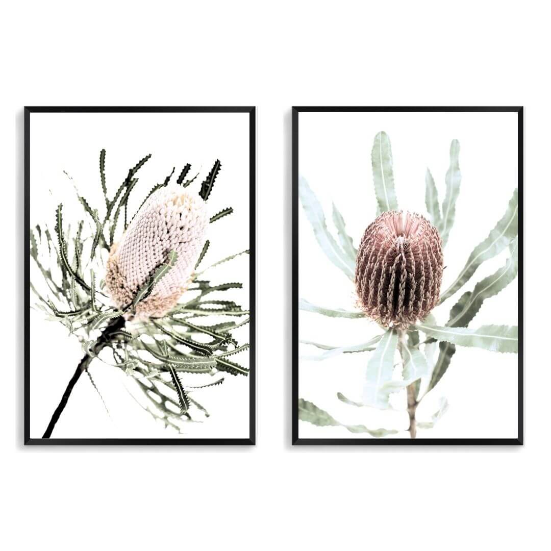 A set of 2 Australian Native Banksia Floral Flowers Wall Art Prints with a black frame, no white border at Beautiful HomeDecor