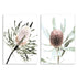 A set of 2 Australian Native Banksia Flowers Wall Art Prints unframed, printed edge to edge without a white border
