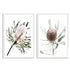 A set of 2 Australian Native Banksia Floral Flowers Wall Art Prints with a white frame, white border by Beautiful Home Decor