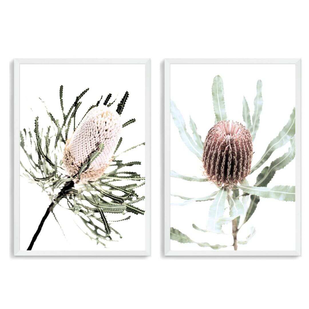 A set of 2 Australian Native Banksia Floral Flowers Wall Art Prints with a white frame, no white border at Beautiful HomeDecor