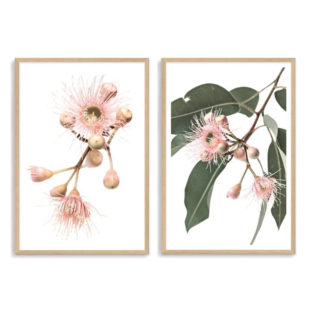 A set of 2 Native Gum Eucalyptus Flower Wall Art Prints with a timber frame, white border by Beautiful Home Decor