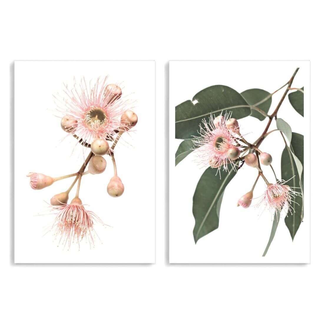 A set of 2 Native Gum Eucalyptus Flower Wall Art Prints unframed with a white border by Beautiful HomeDecor