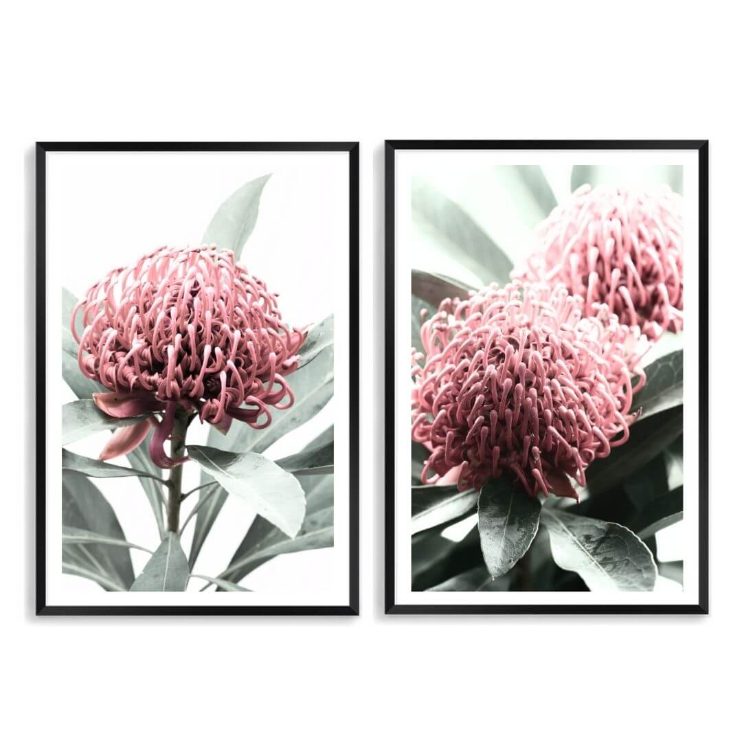 A set of 2 Australian Native Waratah Flowers Wall Art Photo Prints with a black frame, white border by Beautiful Home Decor