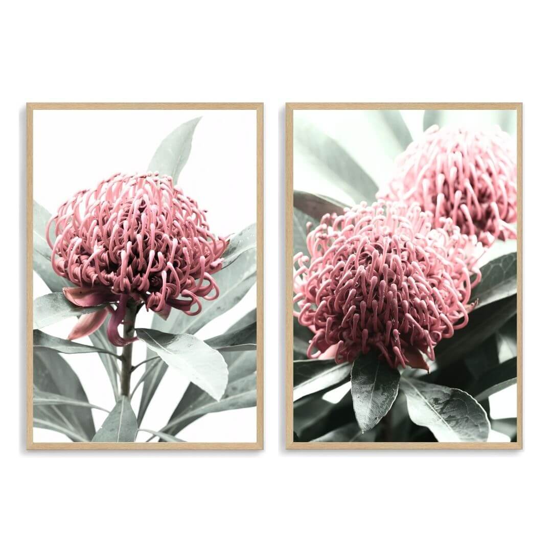 A set of 2 Australian Native Waratah Flowers Wall Art Photo Prints with a timber frame, no white border at Beautiful Home Decor