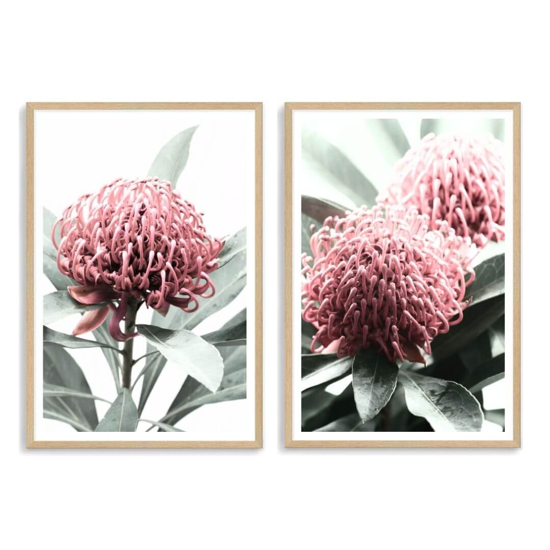 A set of 2 Australian Native Waratah Flowers Wall Art Photo Prints with a timber frame, white border by Beautiful Home Decor