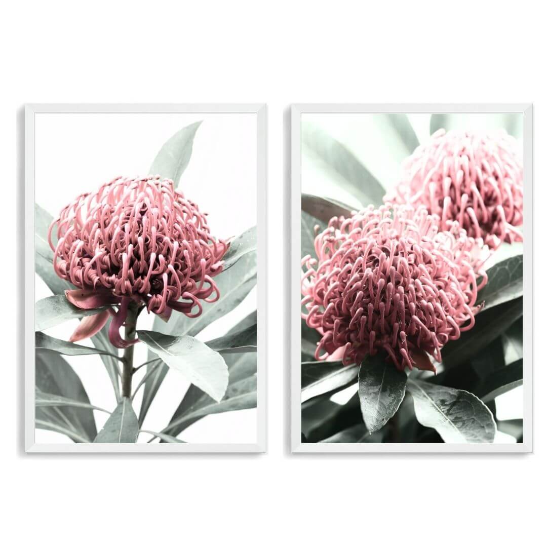 A set of 2 Australian Native Waratah Flowers Wall Art Photo Prints with a white frame, no white border at Beautiful Home Decor