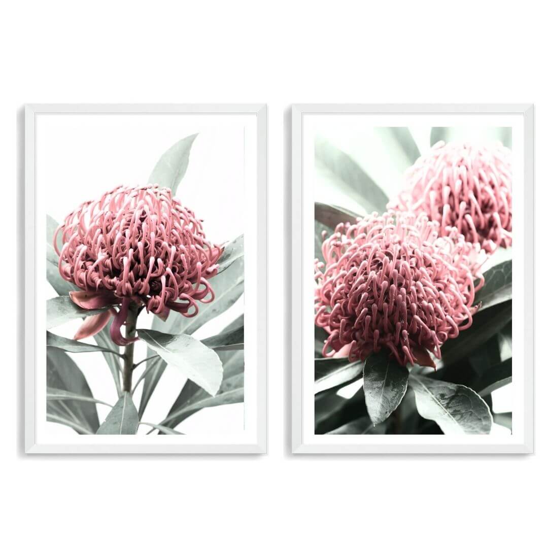 A set of 2 Australian Native Waratah Flowers Wall Art Photo Prints with a white frame, white border by Beautiful Home Decor